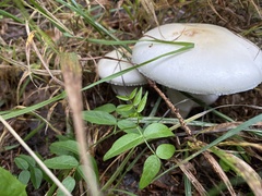 Amanita virosa