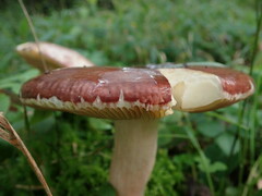 Russulaceae