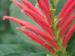 Aphelandra
