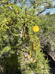 Vachellia constricta