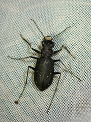 Cicindela longilabris