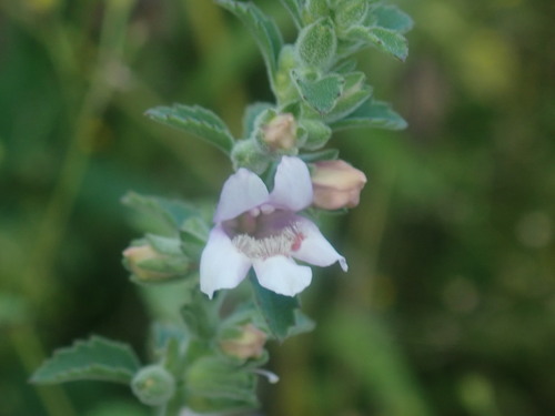 Image of Capraria Frutescens (Capraria frutescens) by no rights reserved