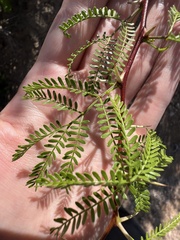 Vachellia constricta