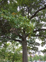 Quercus imbricaria
