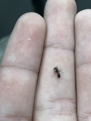 Myrmentoma