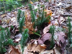Lycopodiaceae