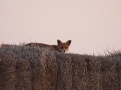 Vulpes vulpes silacea