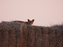 Vulpes vulpes silacea