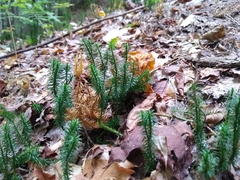 Lycopodiaceae