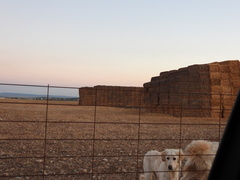 Vulpes vulpes silacea