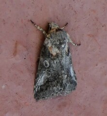 Aleptina inca