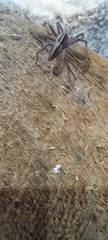 Pisaura mirabilis