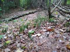 Lycopodiaceae
