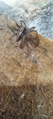 Pisaura mirabilis