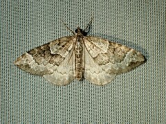 Eulithis explanata