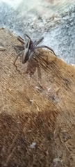 Pisaura mirabilis
