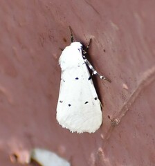 Grotella septempunctata