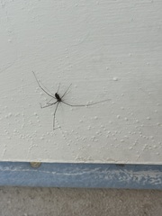 Crossopriza lyoni