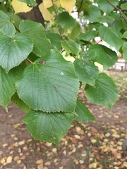 Tilia platyphyllos