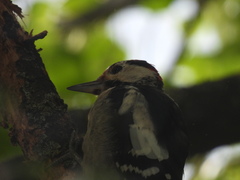 Dendrocopos major