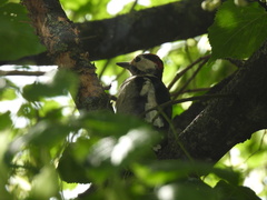 Dendrocopos major