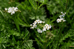 Achillea