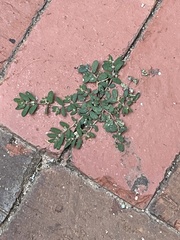 Polygonum arenastrum