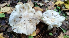 Tricholoma columbetta