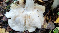 Tricholoma columbetta