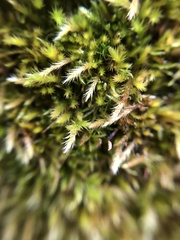 Homalothecium sericeum