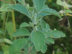 Capraria frutescens