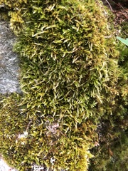 Homalothecium sericeum