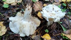 Tricholoma columbetta