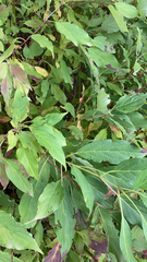 Forsythia × intermedia