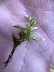 Homalothecium sericeum