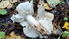 Tricholoma columbetta