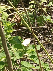 Heliopetes laviana
