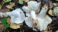 Tricholoma columbetta