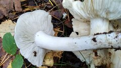 Tricholoma columbetta
