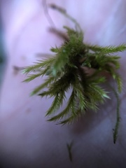 Homalothecium sericeum