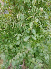 Cornus officinalis