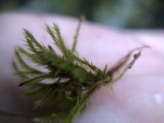 Homalothecium sericeum