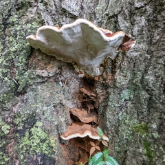 Ganoderma sessile
