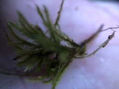 Homalothecium sericeum
