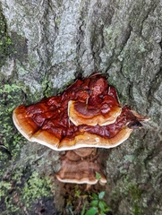 Ganoderma sessile