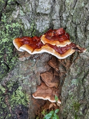 Ganoderma sessile