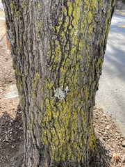 Candelariella efflorescens