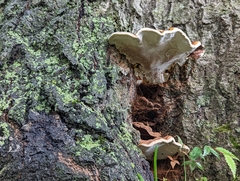 Ganoderma sessile