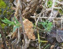 Ocnerodes fallaciosus