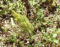 Bromus hordeaceus